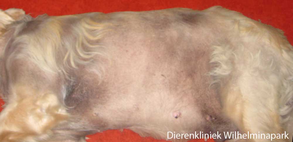 Een hond met een kale huid, zwart verkleuring en verdikte tepels en melkklieren tgv een testikel tumor. Foto Dierenkliniek Wilhelminapark utrecht
